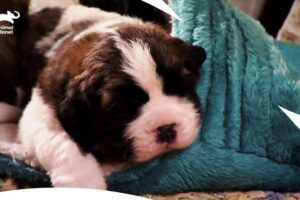 Cutest Saint Bernard Puppies Learning to Stand, and Exploring World | Too Cute | Animal Planet