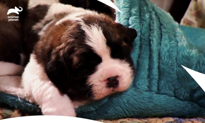 Cutest Saint Bernard Puppies Learning to Stand, and Exploring World | Too Cute | Animal Planet