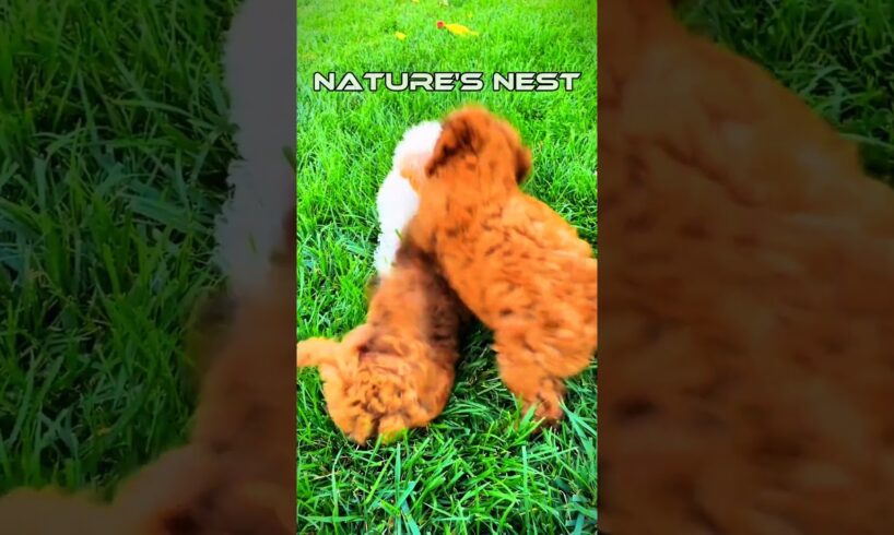 Cutest puppies 🐶🐕 #puppy #naturesnest #4k  #4kshorts #animals #cutepuppies #shorts #viralshorts