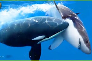 DEADLIEST Attacks of Orca Caught on Camera | Animal Fighting