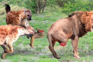 Death Is Approaching! Hyena Destroyed Her Own Life By Doing This In The Lion King's Territory