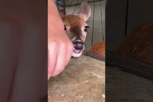 Deer caught in iron gate was luckily saved #rescuedeer #deer #short