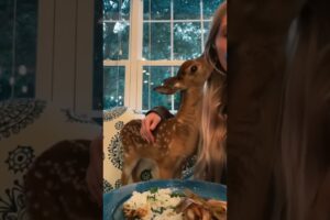 Deer crushed by tree branch was lucky to be saved #deer #rescuedeer #short