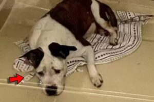 Depressed Shelter Dog Unrecognizable After Getting Her Dream Home