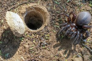 Discover the SECRET Life of the African Trapdoor Spider!