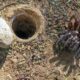 Discover the SECRET Life of the African Trapdoor Spider!