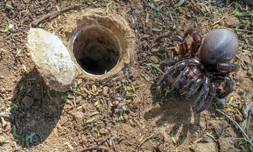 Discover the SECRET Life of the African Trapdoor Spider!