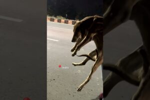 Dog Almost Run Over Is A Total Miracle | The Dodo