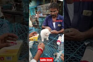 Dog Pat Market Kolkata /lowest price puppy dog/Gallif Street dogs