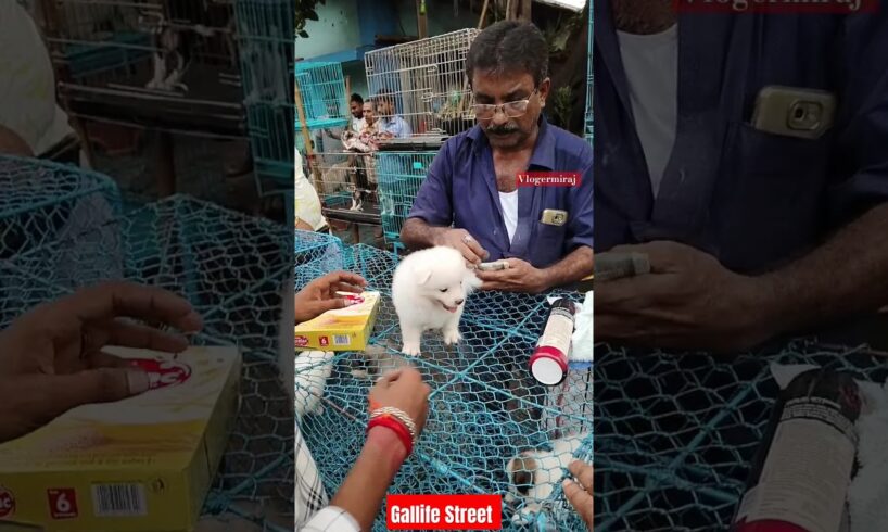 Dog Pat Market Kolkata /lowest price puppy dog/Gallif Street dogs