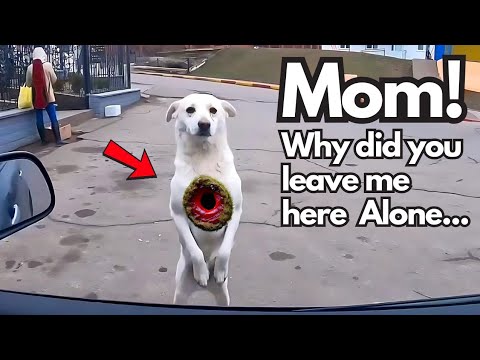 Dog Recognizes Owner After 2 Years of Being Missing. What Happens Next Is Unbelievable