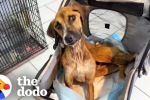 Dog Who Was Too Skinny To Move Finally Lifts Her Head Up | The Dodo