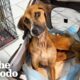 Dog Who Was Too Skinny To Move Finally Lifts Her Head Up | The Dodo