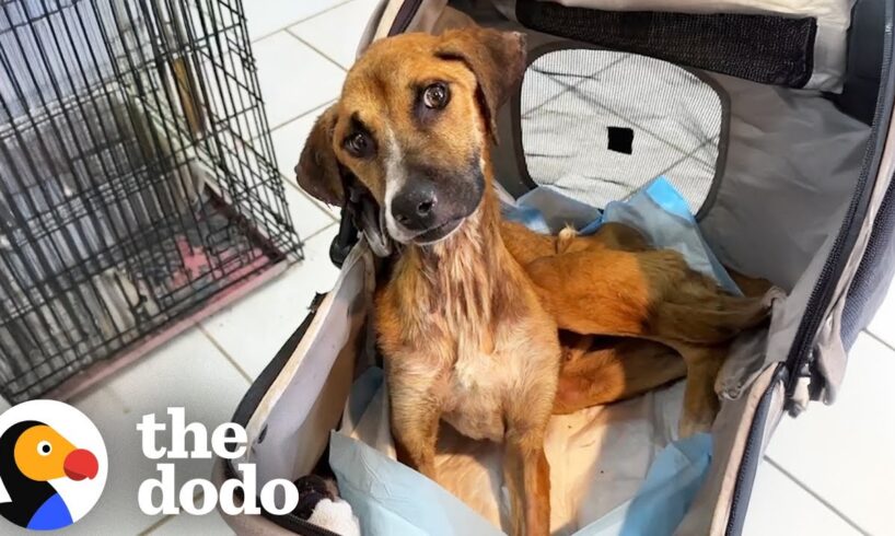 Dog Who Was Too Skinny To Move Finally Lifts Her Head Up | The Dodo