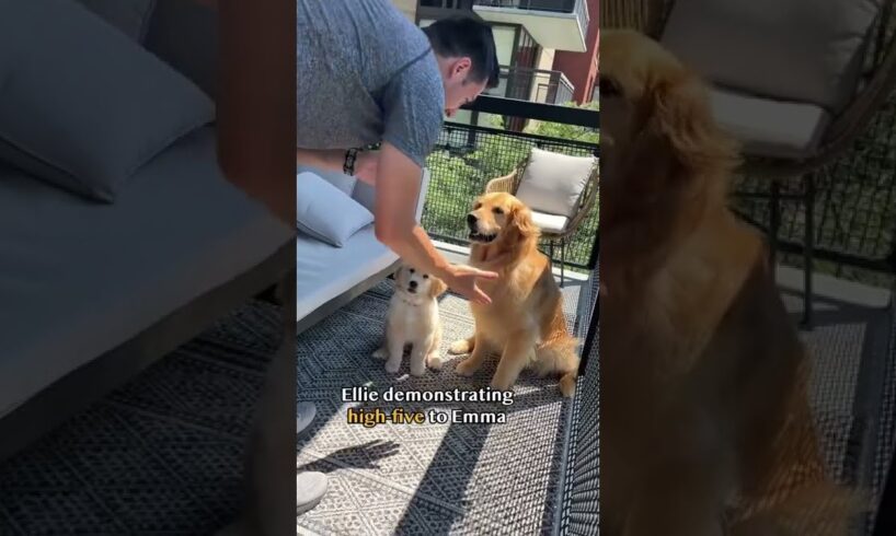 Dog teaches puppy how to high-five #goldenretriever #dog