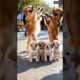 "Dogs and Puppies Pose Like Pros for Family Pictures 🐕❤️" #shorts