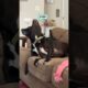 Dogs freeze playing on the couch 🛋️😂          🎥: Collab