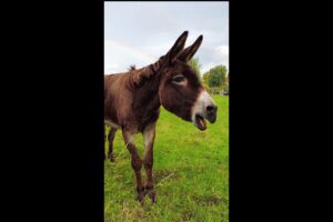 Donkey and rainbow #shorts