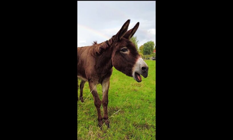 Donkey and rainbow #shorts