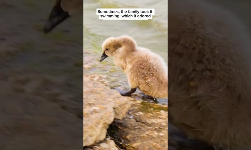 Duckling amazing journey #animals #rescue #animalrescue #animalshorts