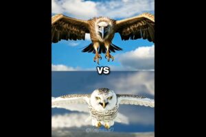 Eagle Vs Owl Animals Fights Edition #olw #eagles #animals #shorts