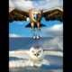 Eagle Vs Owl Animals Fights Edition #olw #eagles #animals #shorts