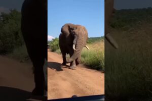 Elephant 🐘 short #video #shorts #funny #funnyanimal #elephant #animals #animalllover#youtubeshorts