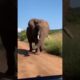 Elephant 🐘 short #video #shorts #funny #funnyanimal #elephant #animals #animalllover#youtubeshorts