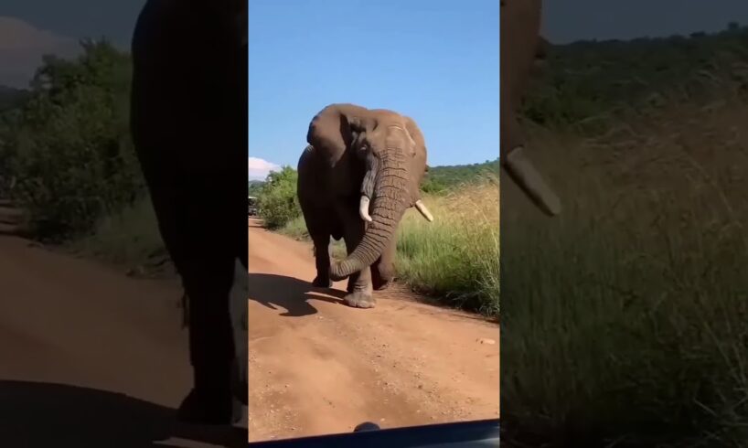 Elephant 🐘 short #video #shorts #funny #funnyanimal #elephant #animals #animalllover#youtubeshorts