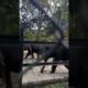 Elephants Fight|Bannerghatta Zoo, Bangalore|Cute Animal fights|#funnyvideo #animals #fighting #trend