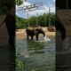 Elephants love playing in the sun and the water. #animals #elephantlove #zoo #conservation #wildlife