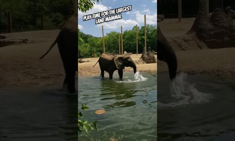 Elephants love playing in the sun and the water. #animals #elephantlove #zoo #conservation #wildlife