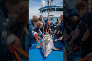 Epic Dolphin Rescue: Brave Sea Adventurers Save Entangled Dolphin | Must-Watch Ocean Wildlife Moment