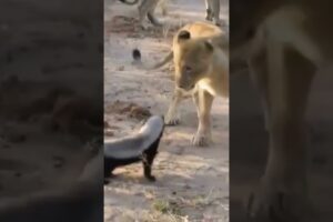 Fearless Honey Badger takes on 6 Lions! #shorts #wildlife