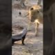 Fearless Honey Badger takes on 6 Lions! #shorts #wildlife