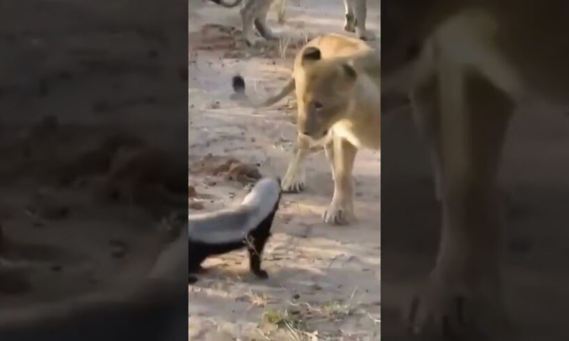 Fearless Honey Badger takes on 6 Lions! #shorts #wildlife