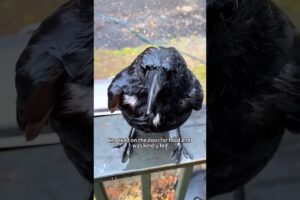 Feeding a crow brought an unexpected surprise #shorts #shortsvideo #animals #rescue