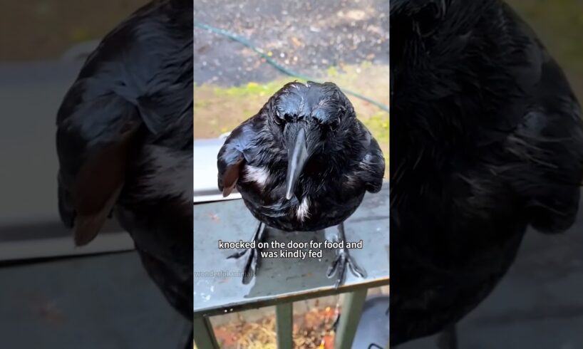 Feeding a crow brought an unexpected surprise #shorts #shortsvideo #animals #rescue