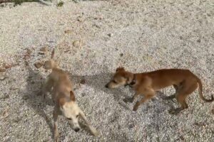 First Time The Two Chained Dogs Walk Free Together! - Takis Shelter