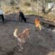 First Time They Run So Free! Freedom for the Chained Hunting Dogs! - Takis Shelter