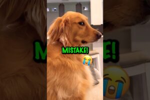 Funny Dog Names Golden Retriever Puppy! ❤️