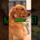 Funny Dog Names Golden Retriever Puppy! ❤️