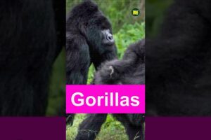 GORILLA FIGHTS LION | |  শক্তিশালী গরিলা বনাম ভয়ঙ্কর সিংহ #shorts #gorillavideo #lionfight