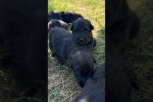 German shepherd puppy,quality long hair black face GSD , cute puppies