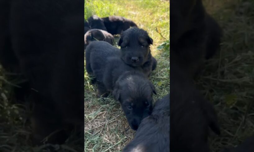 German shepherd puppy,quality long hair black face GSD , cute puppies