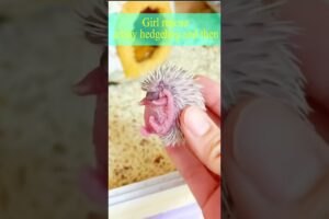 Girl rescue a tiny hedgehog and then #shorts #tiny #hedgehog #animals