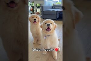 Golden Puppy Coming Back for More! #dog #cute #puppies