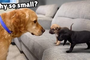 Golden Retriever Meets 4 Week Old Rescue Puppies