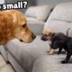 Golden Retriever Meets 4 Week Old Rescue Puppies