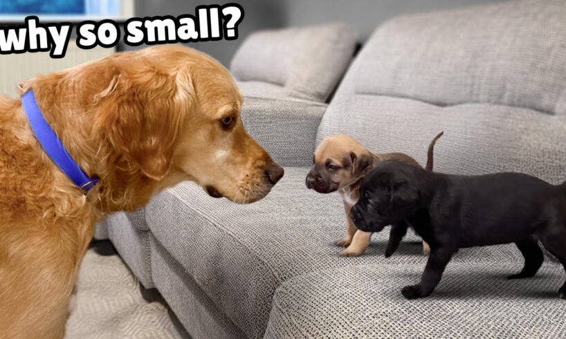 Golden Retriever Meets 4 Week Old Rescue Puppies